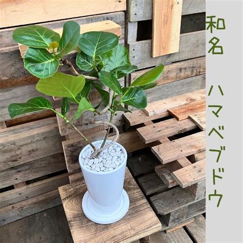 楽天市場 シーグレープ 観葉植物の通販
