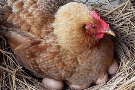 母鸡认得自己下的蛋么？