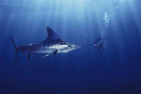 海洋里速度最快的动物是那种?