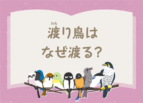 渡（わた）り鳥はなぜ渡る？：鳥のヒミツをときあかせ4 バー …