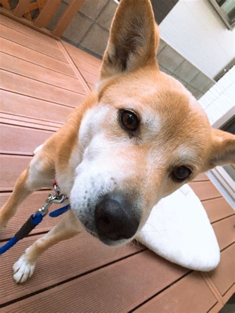 犬の散歩を自転車ですると違法です 法律と事故の両方を解説してみた 元バンドマンの人生逆転ブログ