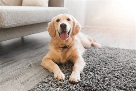 犬の気持ちは尻尾の動きやしぐさでわかる 犬の気持ちを表す10の行動 Pepy