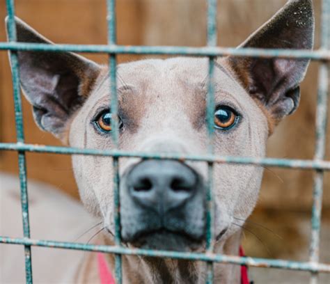 犬や猫を保健所や団体から引き取りたい！迎え入れる流れや里親 …