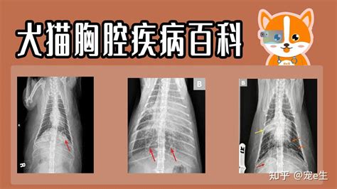 犬的呼吸系统疾病及防治措施 胸腔积水 181宠物网