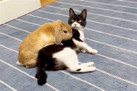 猫ちゃんウサギに追いかけられる 追跡モードになったウサギさんの豹変ぶりに驚愕 もふたん