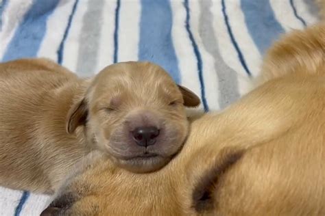 生後0日の生まれたての子犬 2匹目くん わんこと一緒
