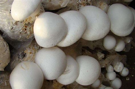 白灵菇有机栽培如何选择栽培季节？