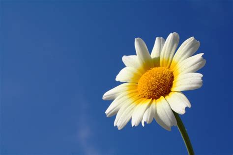 白菜花照片素材 Freeimages Com