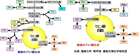 糖質 - 福岡大学