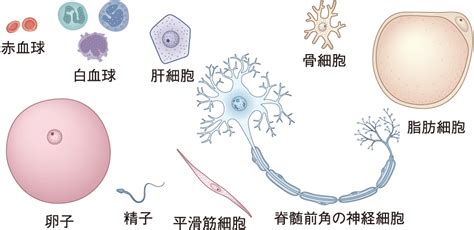 細胞の大きさと形 ーミクロとナノを使いこなそうー はし３の独り言
