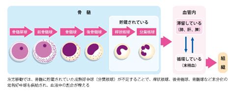 細菌感染・炎症の検査値を読み取ろう｜WBC、CRPな …