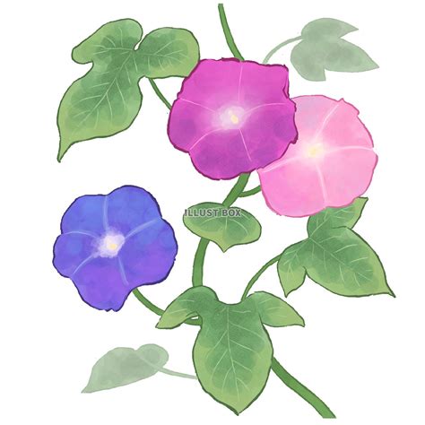 絵手紙風 朝顔 のイラスト素材