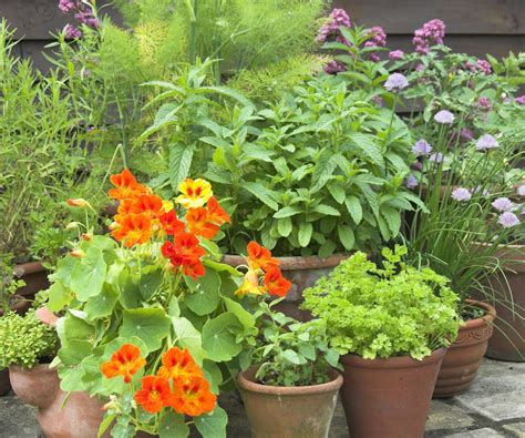 耐寒性のあるハーブの鉢植えでの冬越し Sola Og Planta ハーブとお花のお庭日記
