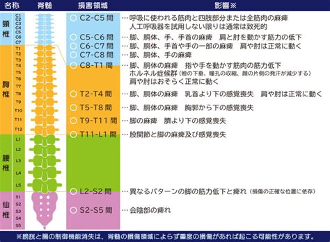 脊髄損傷による損傷レベル 脳梗塞・脊髄損傷・脳出血の再生