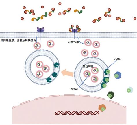 膜铁转运蛋白(FPN)重组蛋白说明书-分析方法-生物在线 Lab-on-Web