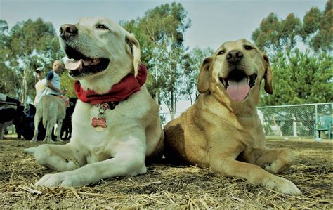 英語脳メルマガ 第03095号 Ariel Is A Devoted Labrador Named After The Title Character In Disney の意味は 英語脳ネット