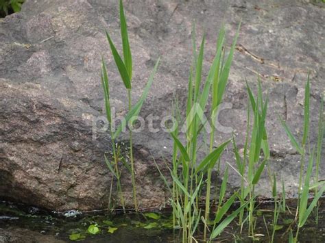 草 アシ そして 野生 植物 詳しい シルエット イラスト 背景 クリップアート K17054718 Fotosearch