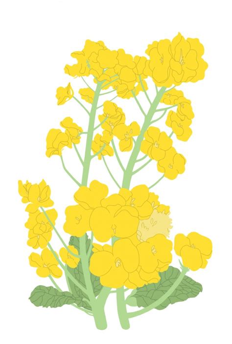菜の花 無料イラスト素材 素材ラボ