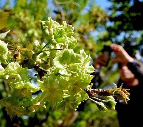 薄緑の八重桜「御衣黄」見ごろ - 奈良の春日大社｜奈良新聞デジ …