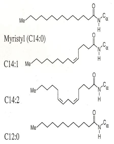 蛋白质翻译后修饰——末端修饰(氨基末端、羧基末端)——加密 …