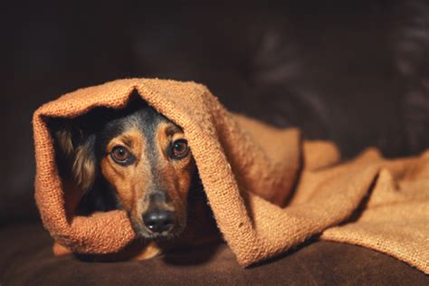 試してみて 犬が怖がる場合に落ち着かせる方法 Uchinoco うちの子