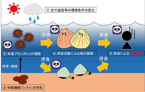 貝毒とは何か わかりやすさ と 恐ろしさ 特化の食中毒予防解説 なぜなにどーして