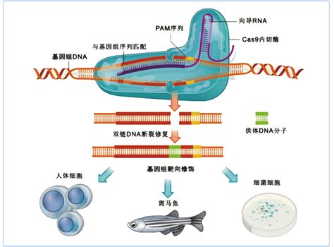 这些关于条件性基因敲除的问题你遇到了吗？ 南模生物