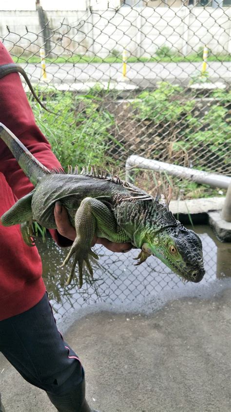 適用野生動物保育法之人工飼養、繁殖野生動物種類修正規定