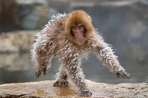 野生動物のおもしろ写真アワード 2019年版はエントリー中から話題 Tabi Labo