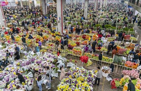 长沙市区的花卉批发市场在哪里？