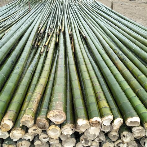 长治哪里有卖竹竿竹？