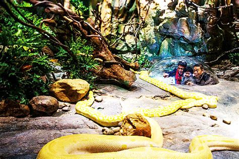 长隆野生动物园蛇