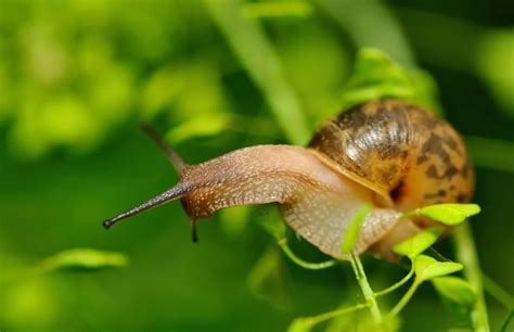 问这只蜗牛几天能爬上来？