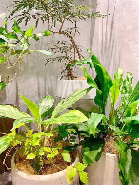 風水インテリア：幸運をもたらす7つの植物 Houzz (ハウズ)