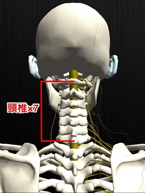 首の痛みとめまいは頚椎の疾患の可能性？早めの処置が …