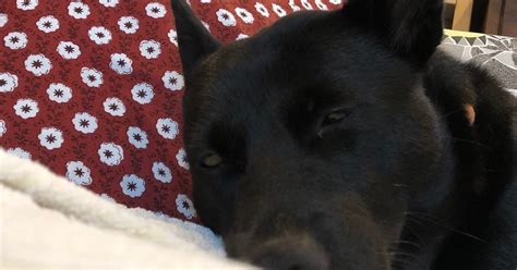 香ばしい犬 さっぽろライフ
