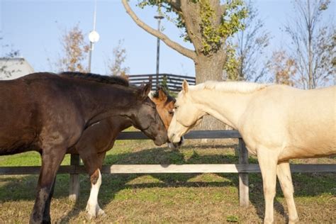 馬の夢は吉夢！馬に乗る、撫でる、白馬など夢占い11例