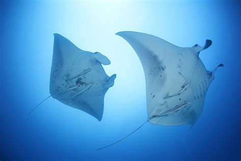 魚のエイって韓国語でなんていいますか - 가오리（カオリ）です …