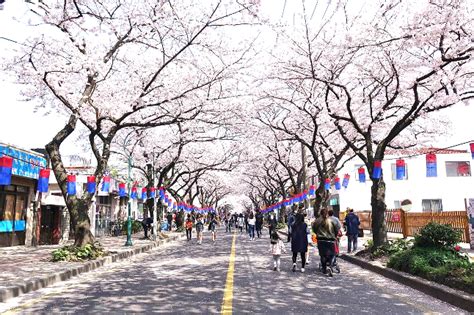 가볼만한곳 인천 벚꽃 명소 SB리치패밀리 - 송도 벚꽃