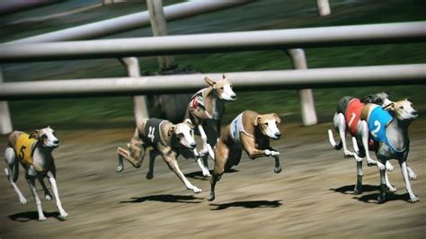 가상 개 경주 - 갤러리아 토토 블로그