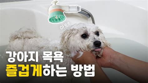 강아지 목욕