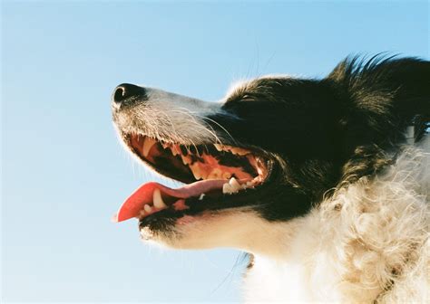 강아지 이빨 빠지는 시기, 이갈이 시기와 올바른 치아관리 방법