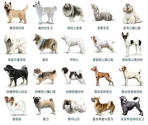 강아지 종류 이름