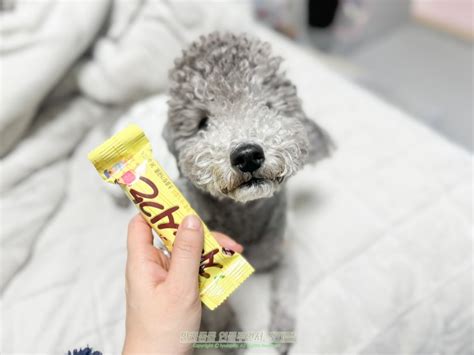 강아지 초콜릿 치사량