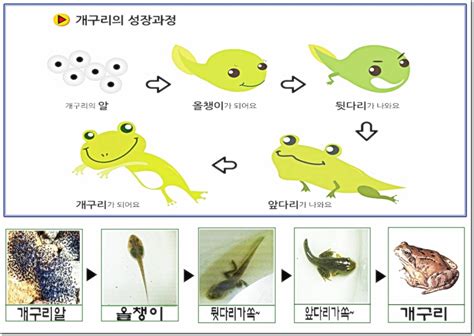 개구리 성장 과정