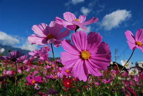 개의 최고의 코스모스 꽃 사진