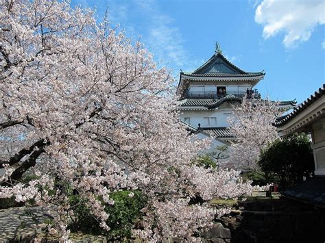 검색 중 벚꽃 여행 안내 와카야마 공식 여행 가이드 - 요시무라 미사키