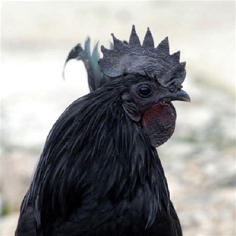 검은 닭