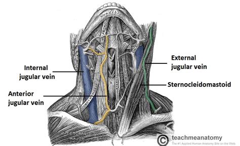 경정맥 jugular vein 의 심한 확장은 심장이 나쁘다는 표시가 된다