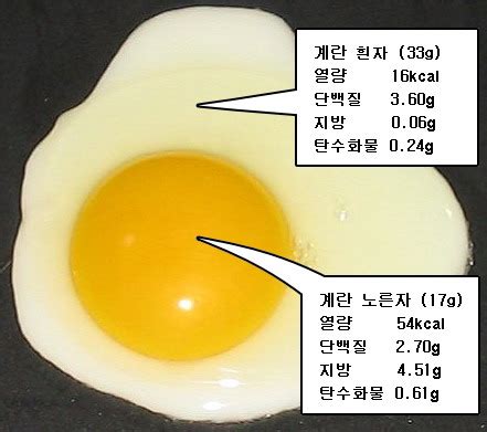 계란 흰자 단백질